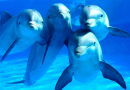 grupo de delfines posando a cámara