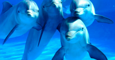grupo de delfines posando a cámara