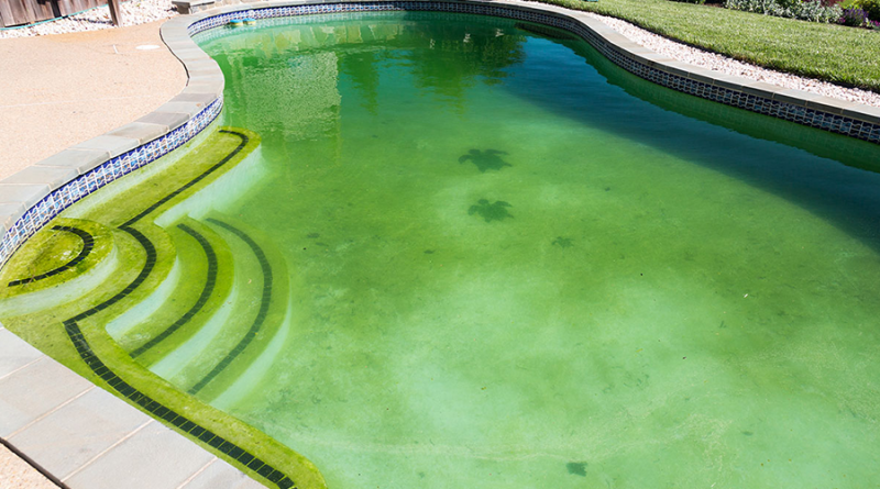 algas piscina como quitar