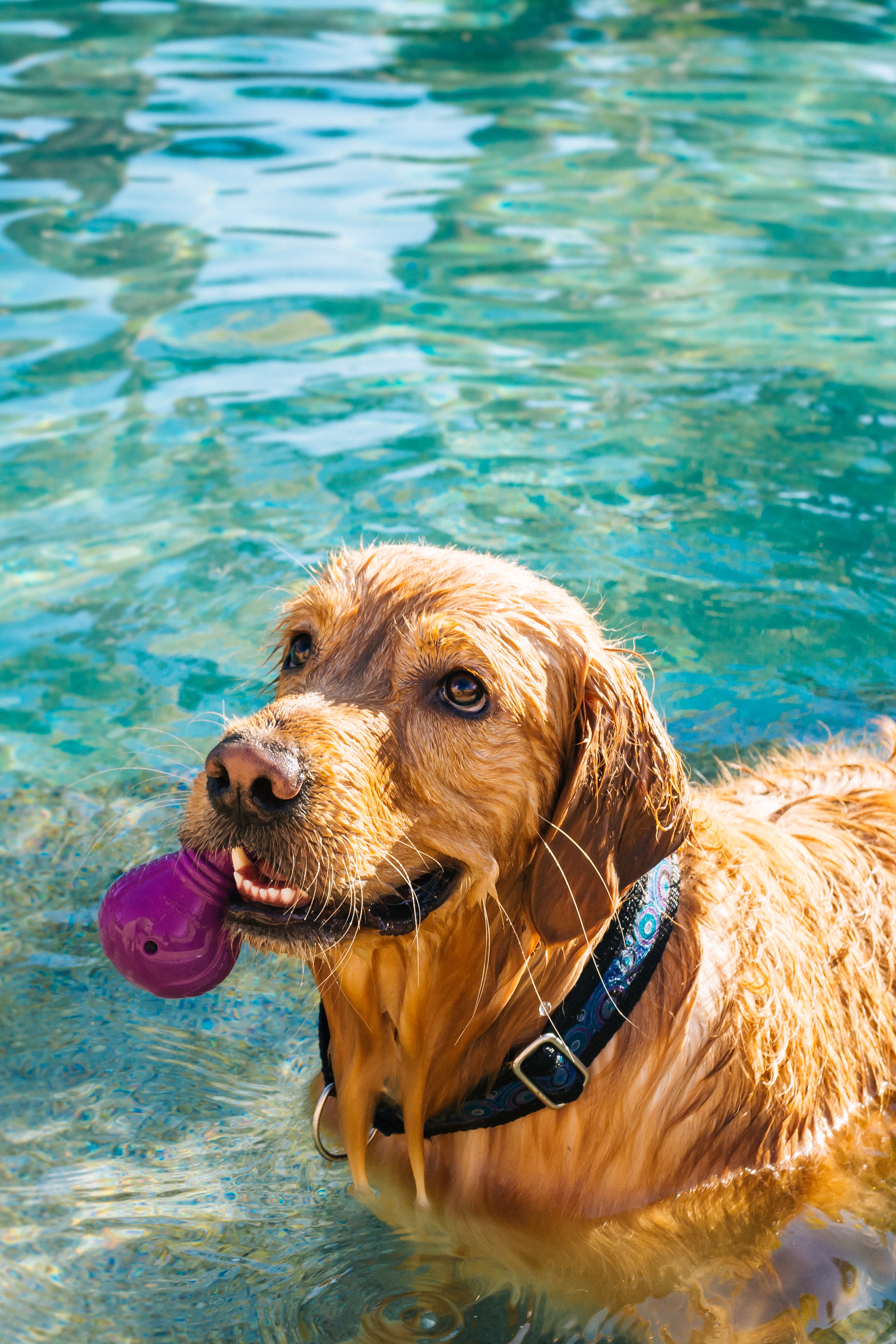 Es seguro meter a mi perro en la piscina? - Blog Outlet Piscinas