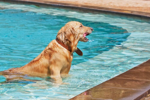 Es seguro meter a mi perro en piscina? - Blog Outlet Piscinas