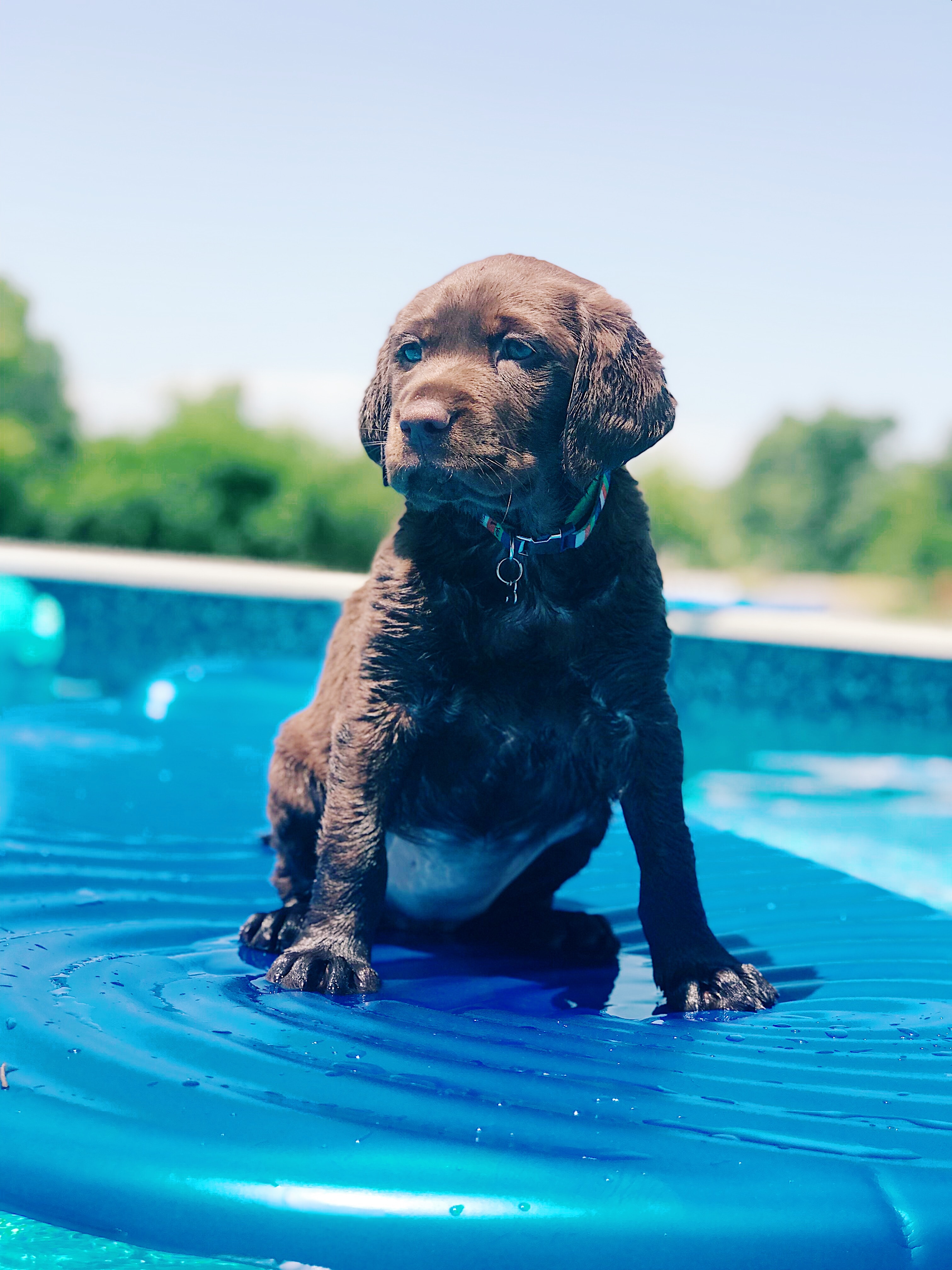 Es seguro meter a mi perro en piscina? - Blog Outlet Piscinas