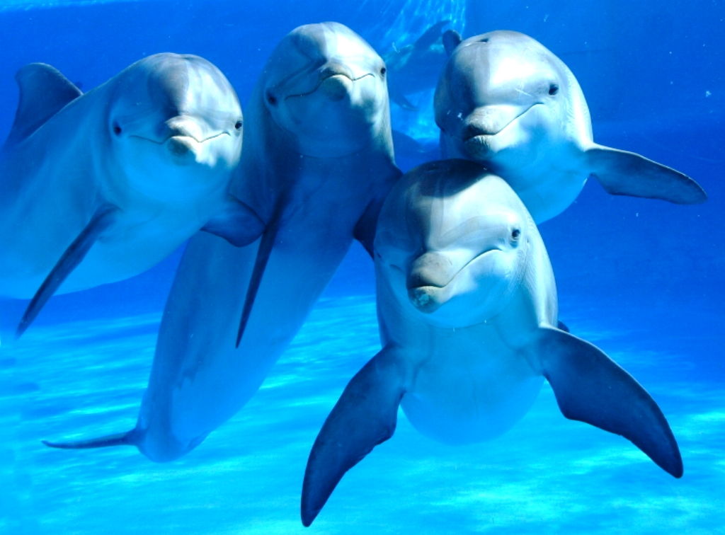 Delfines simpaticos posan en grupo