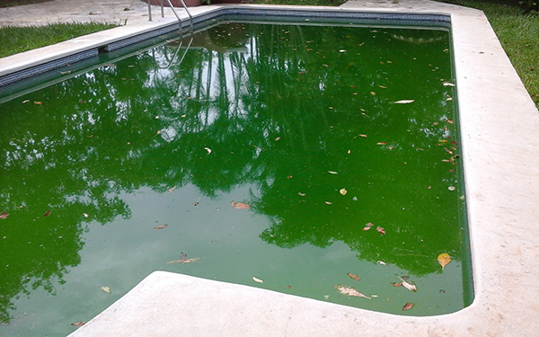 agua putrefacta piscina