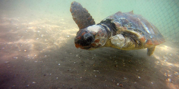 Recuperación tortugas marinas ONG Equinac